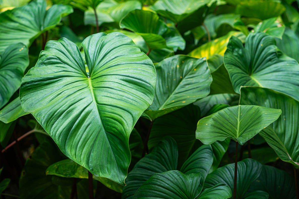 About-Leaves